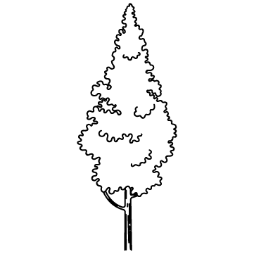 杉の木のサムネイル