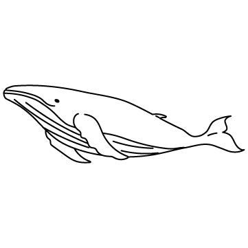 泳ぐクジラのサムネイル